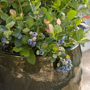 Bushel and Berry Blueberry Pink Icing